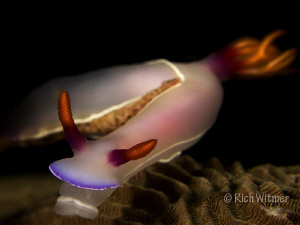 Hold on!  Hypselodoris bullocki in a lot of current in Ko... by Richard Witmer 